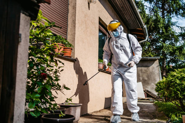 Best Insect Control  in Basile, LA