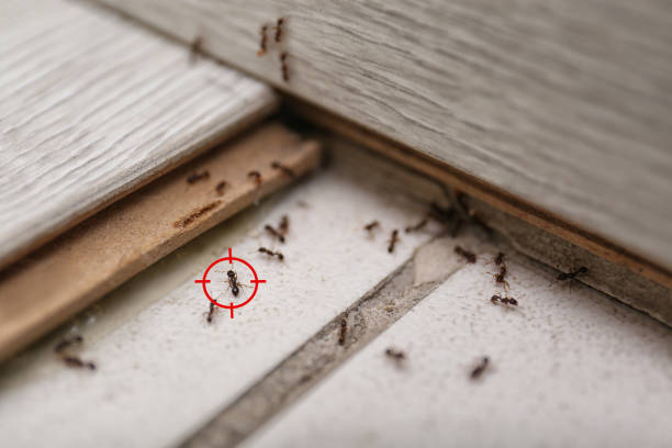 Best Emergency Pest Control  in Basile, LA