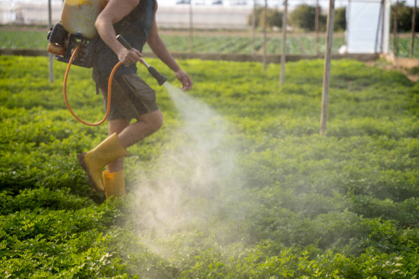 Best Best Pest Control Companies  in Basile, LA