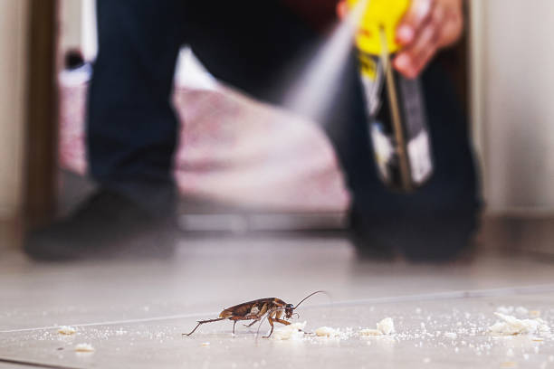 Best Pest Prevention Services  in Basile, LA