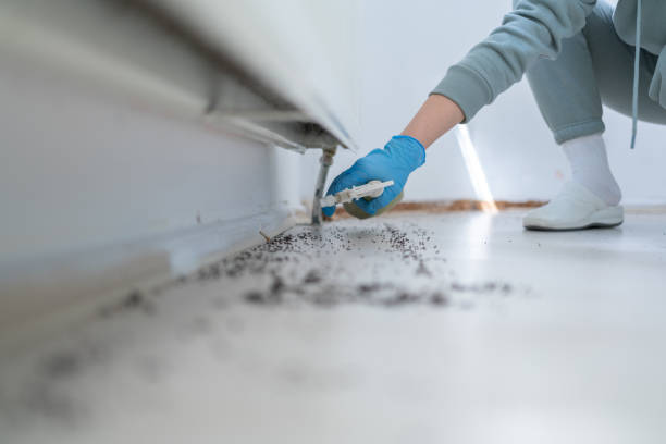 Reliable Basile, LA Pest Control Solutions